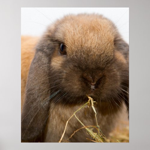 Cute lop eared bunny poster
