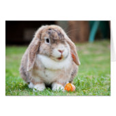 Cute Lop Eared Rabbit in the Grass with Carrot (Front Horizontal)