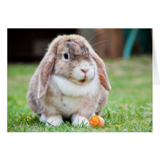 Cute Lop Eared Rabbit in the Grass with Carrot (Front Horizontal)