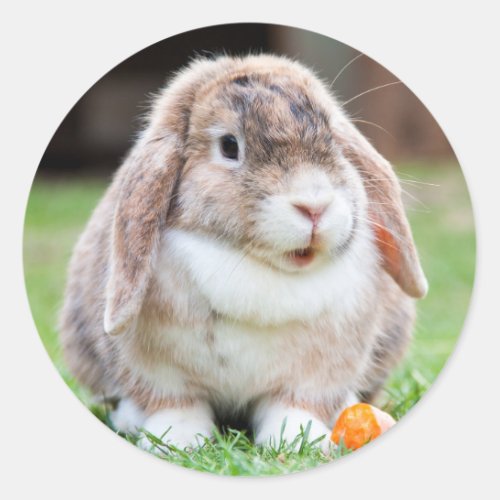 Cute Lop Eared Rabbit in the Grass with Carrot Classic Round Sticker