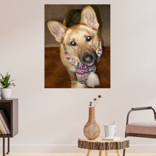 Cute Lovable German Shepherd Dog with Scarf Poster