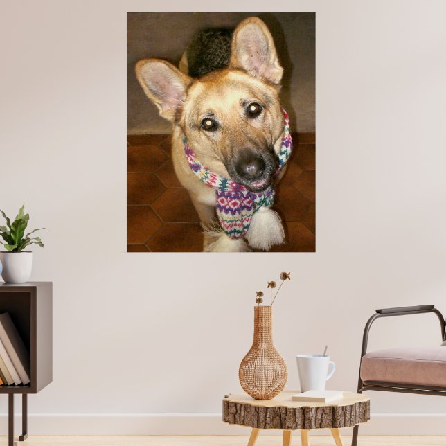 Cute Lovable German Shepherd Dog with Scarf Poster (Living Room 3)