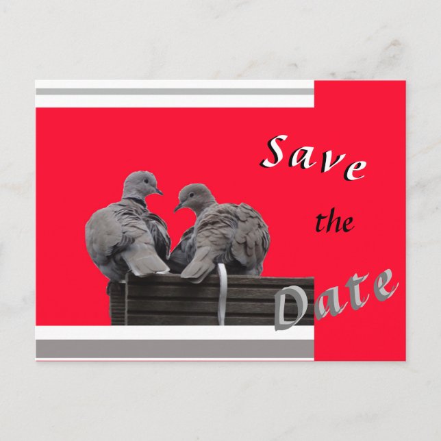 Cute Lovebirds SAVE THE DATE Postcard (Front)