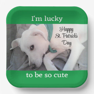Cute Lucky White Dog Wearing Green Scarf  Paper Plates