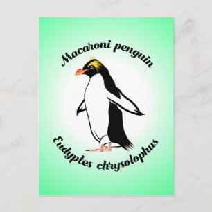 Cute Macaroni Penguin Postcard