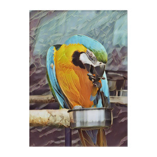 CUTE MACAW ACRYLIC PRINT