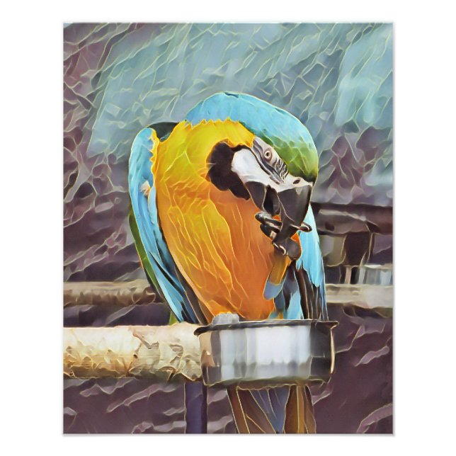 CUTE MACAW PHOTO PRINT (Front)