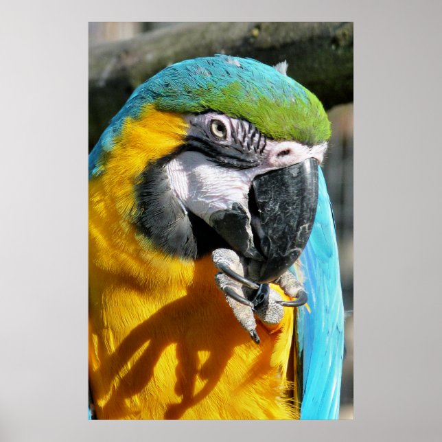 CUTE MACAW POSTER (Front)