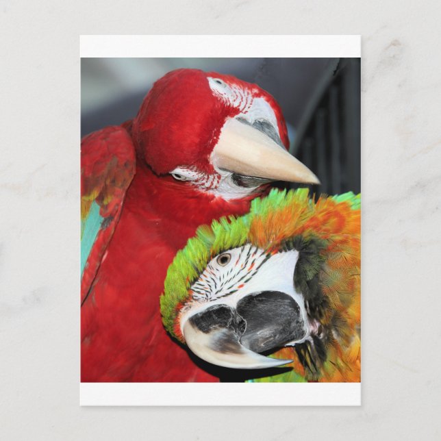 Cute macaws postcard (Front)