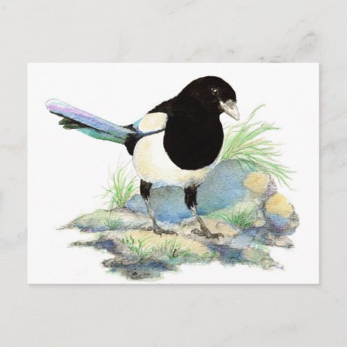 Cute Magpie  Watercolour Bird Postcard