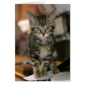 Cute Maine Coon Brown Tabby Kitten, Cat (Front)