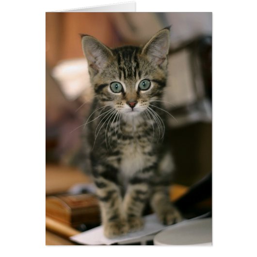 Cute Maine Coon Brown Tabby Kitten, Cat Cards (Front)