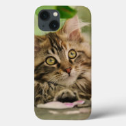 Cute Maine Coon Cat Kitten Photo Portrait -  Iphone 13 Case at Zazzle