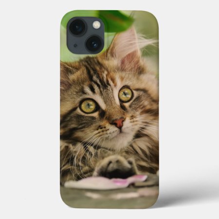 Cute Maine Coon Cat Kitten Photo Portrait -  Iphone 13 Case