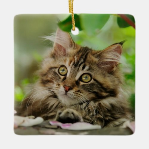 Cute Maine Coon Cat Kitten Portrait _ porcelain Ceramic Ornament