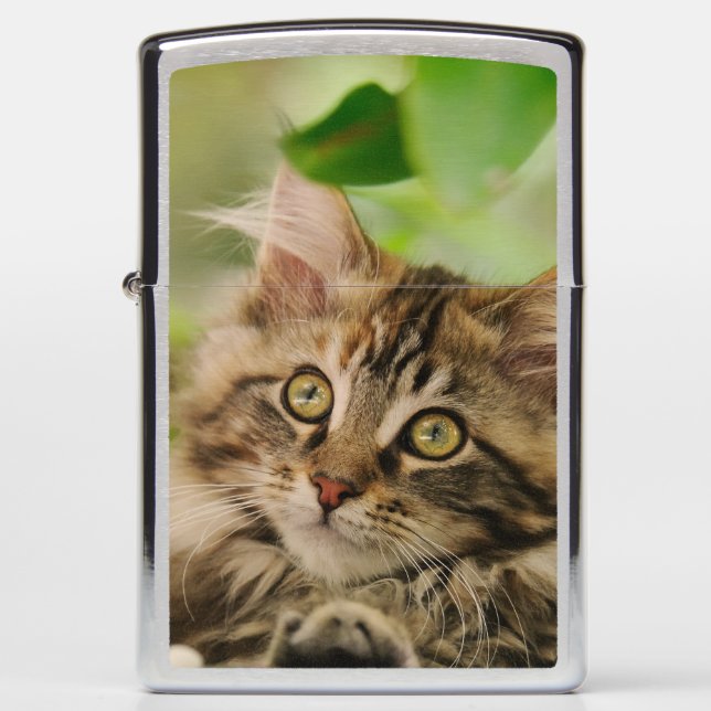 Cute Maine Coon Cat Kitten Portrait  - Zippo Lighter (Front)