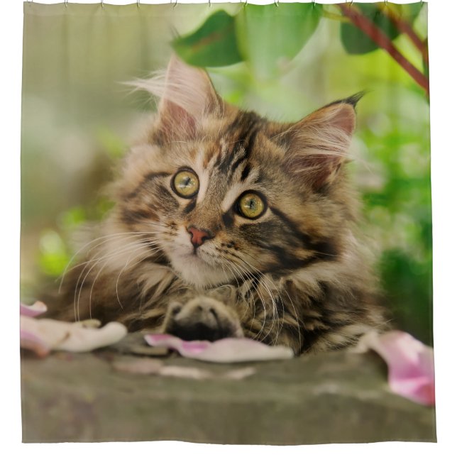 Cute Maine Coon cat kitten Shower Curtain (Front)