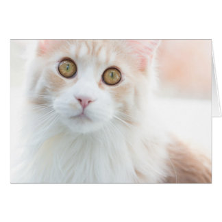 Cute Maine Coon kitten Cards