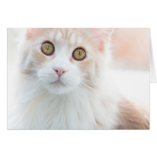 Cute Maine Coon kitten Cards (Front Horizontal)