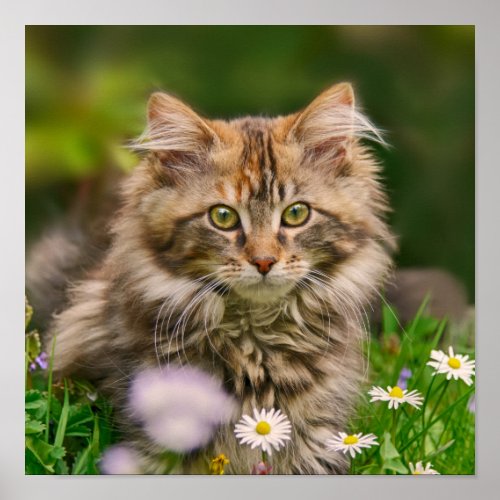 Cute Maine Coon Kitten Cat Animal Photo Poster