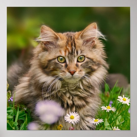 Fluffy Friends - Maine Coons Fluffy Friends - Maine Coons