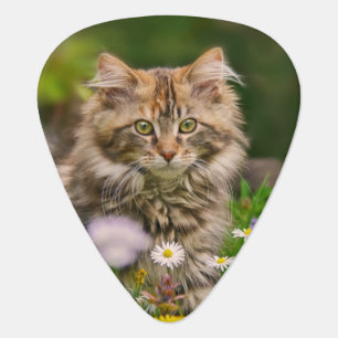 Cute Maine Coon Kitten Cat Flower Meadow  Plectrum