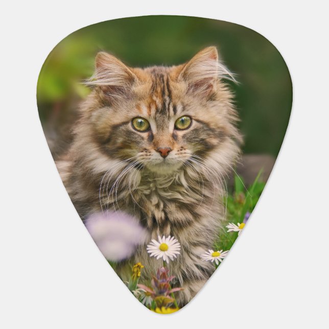 Cute Maine Coon Kitten Cat Flower Meadow  Plectrum (Front)