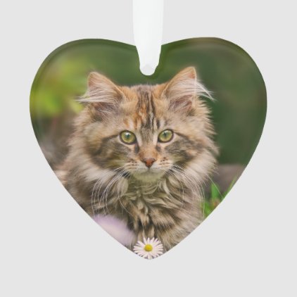 Cute Maine Coon Kitten Cat in a Flower Meadow ;; Ornament