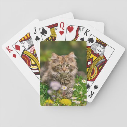 Cute Maine Coon Kitten Cat in a Flower Meadow . Playing Cards