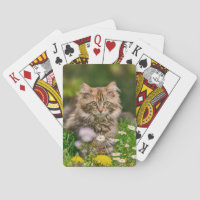 Cute Maine Coon Kitten Cat in a Flower Meadow .