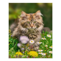 Cute Maine Coon Kitten Cat in a Flowery Meadow -