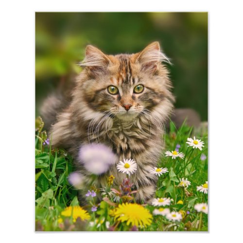Cute Maine Coon Kitten Cat in a Flowery Meadow _ Photo Print