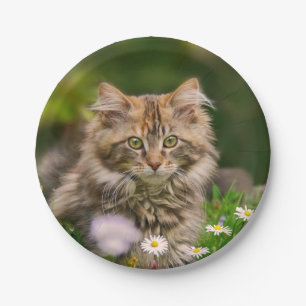 Cute Maine Coon Kitten Cat in a Meadow Funny Party Paper Plates