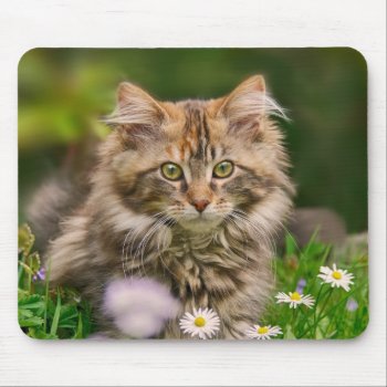 Cute Maine Coon Kitten Cat In Flower Meadow Supply Mouse Pad by Kathom_Photo at Zazzle