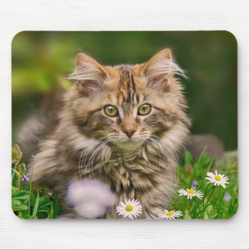 Cute Maine Coon Kitten Cat in Flower Meadow Supply Mouse Pad