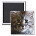 Cute Maine Coon Kitten Face Magnet at Zazzle