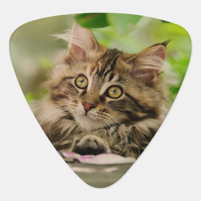 Cute Maine Coon kitten Guitar Pick (Front)