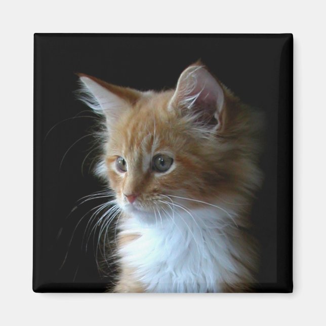 Cute Maine Coon kitten magnet (Front)