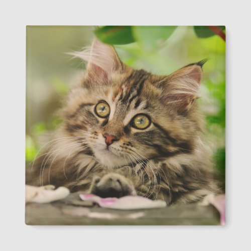 Cute Maine Coon kitten Magnet