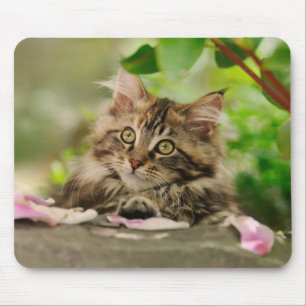 Cute Maine Coon kitten Mouse Pad