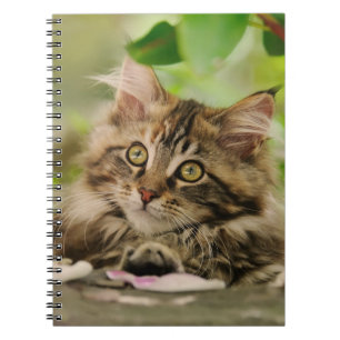Cute Maine Coon kitten Notebook