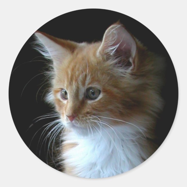 Cute Maine Coon kitten sticker (Front)