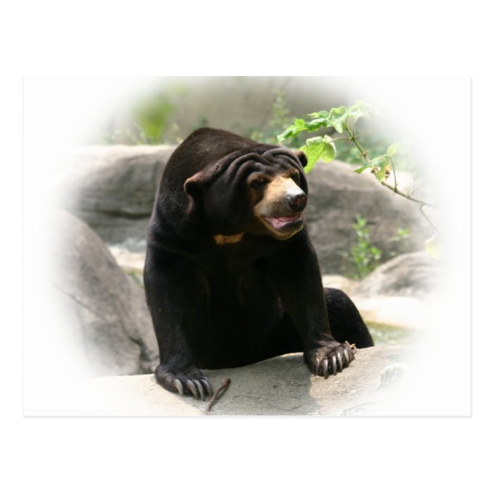 Cute Malaya sun bear Postcards