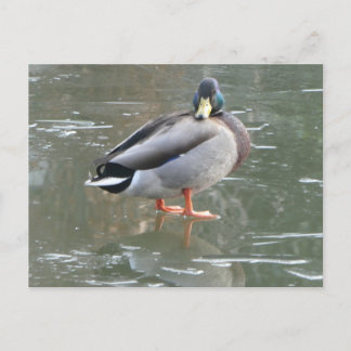 Cute Male Duck on Ice DIY Postcard