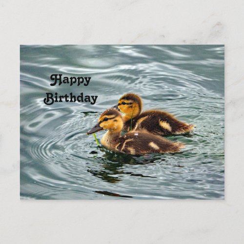 Cute Mallard Ducklings Photo Birthday Postcard