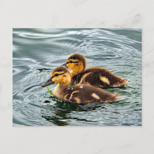 Cute Mallard Ducklings Photo Postcard