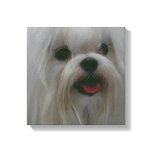 Cute Maltese Canvas Print