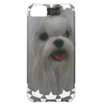 Cute Maltese Iphone 5c Case by DogPoundGifts at Zazzle