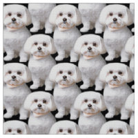 Cute Maltese Dog