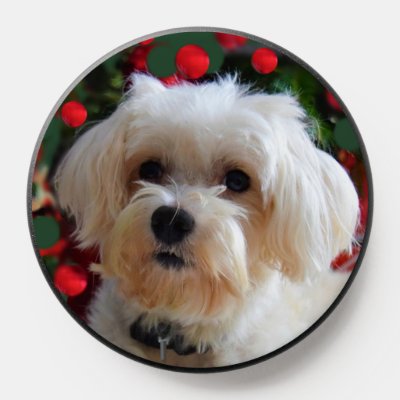 Cute Maltese Dog PopSocket